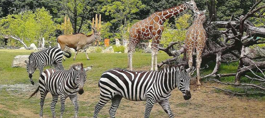 よこはま動物園 ズーラシア